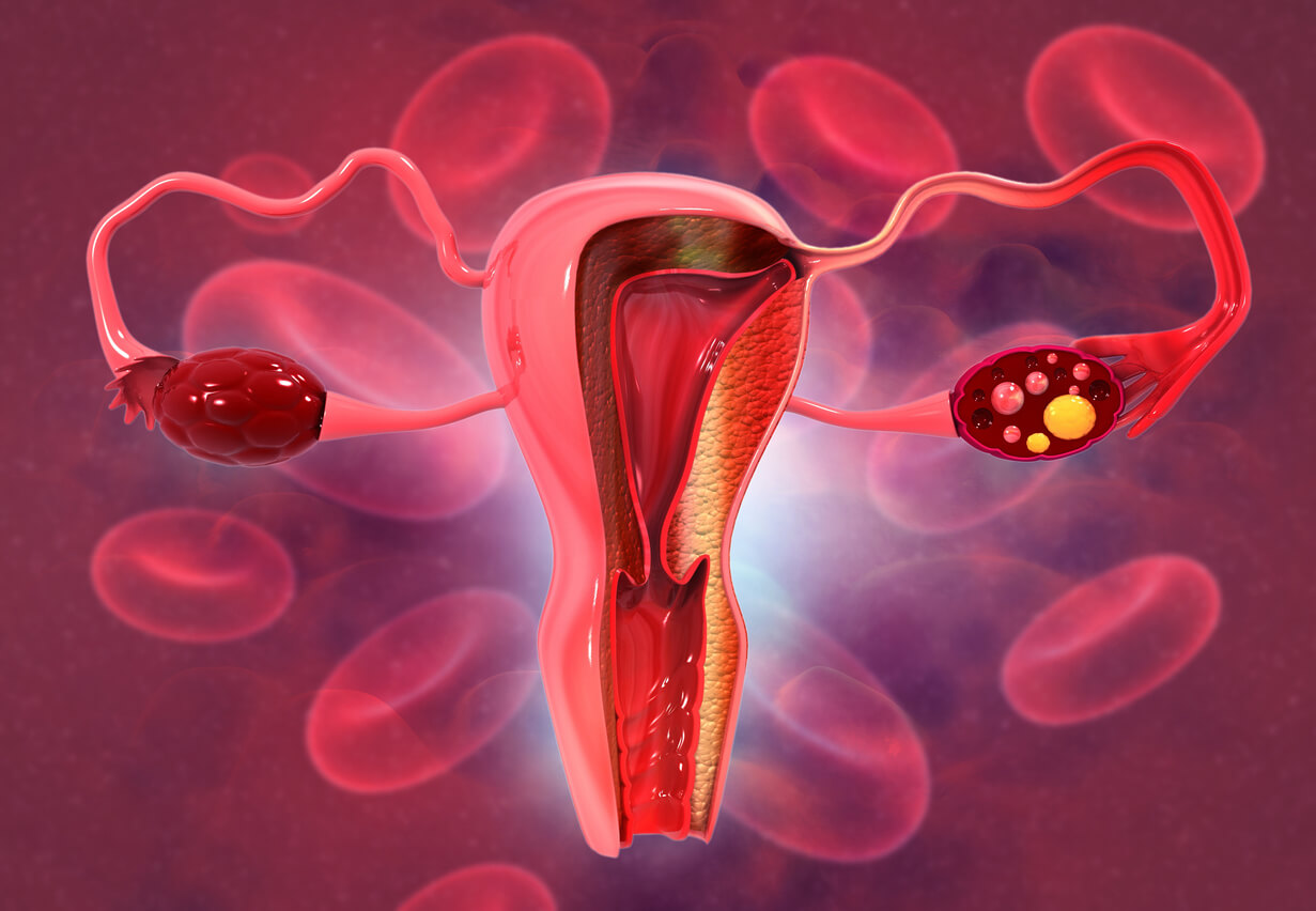 Anatomía del aparato reproductor femenino para explicar la ovulación.