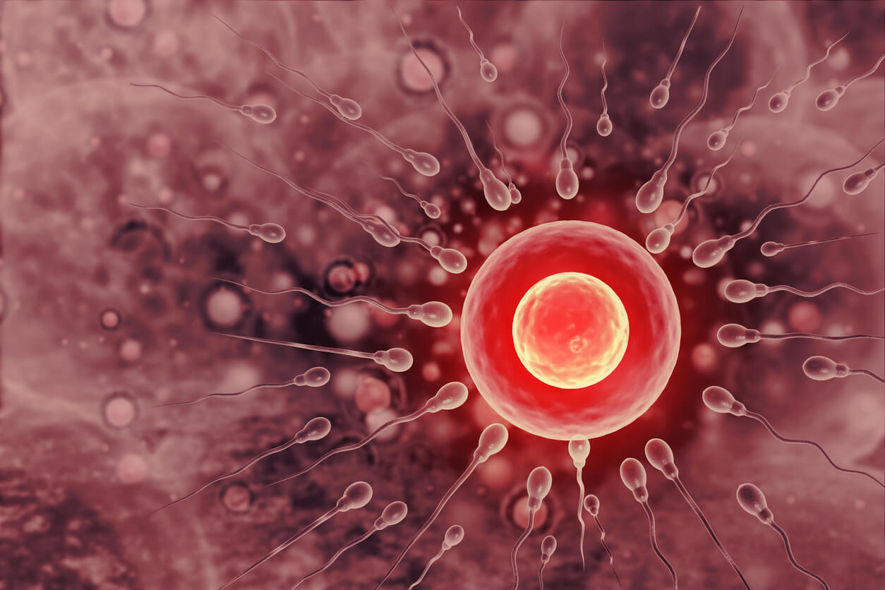 Fécondation d'un ovule.