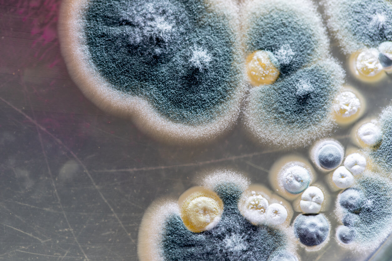 Moisissures de champignon Aspergillus.