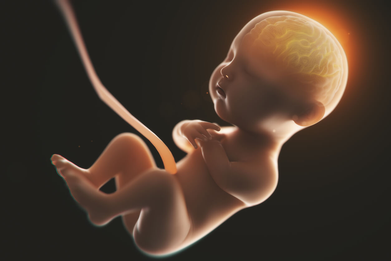 sviluppo del cervello sistema nervoso feto utero all'interno del cordone ombelicale