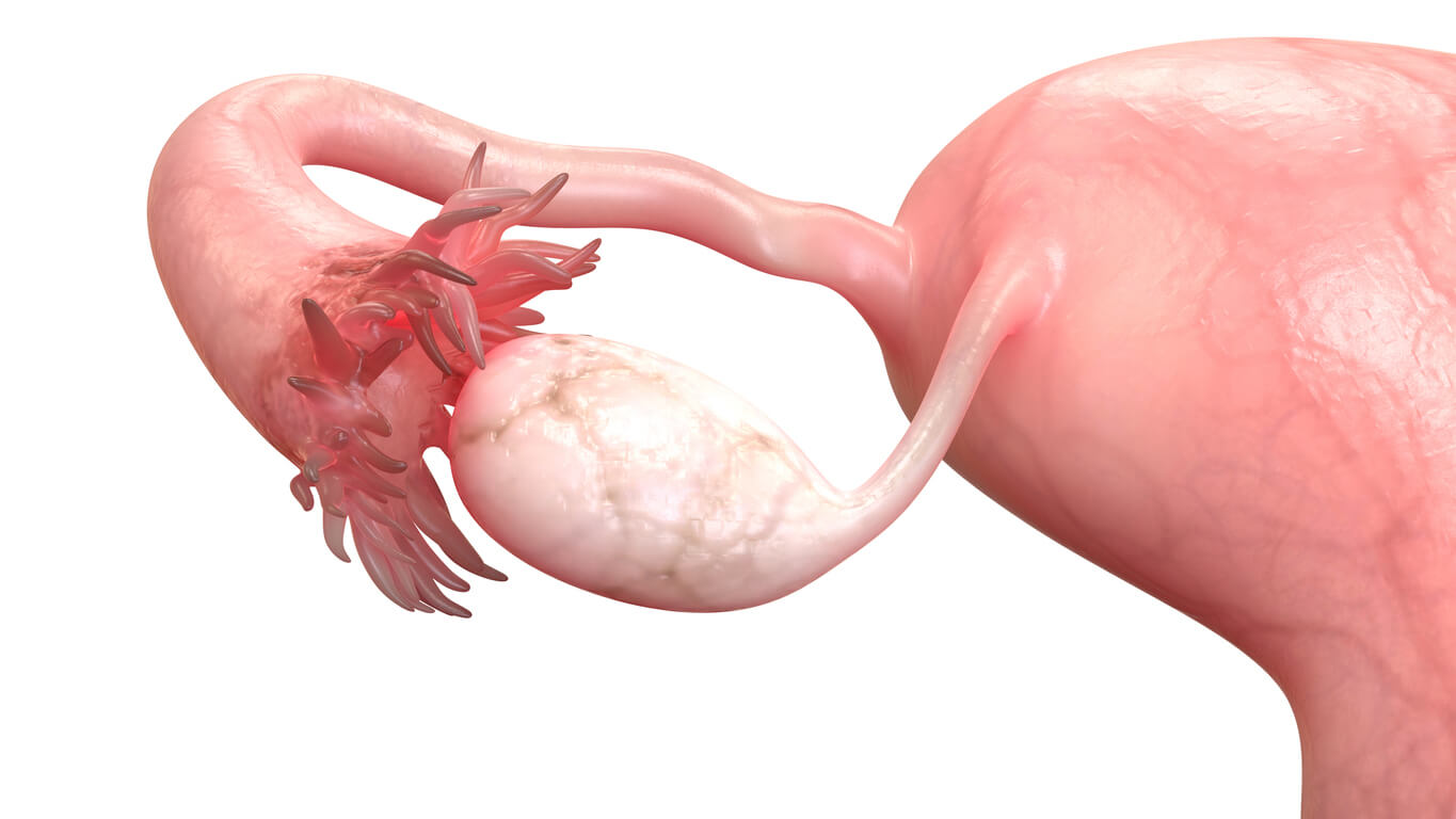 anatomia trompa de falopio ovario utero matriz aparato reproductor femenino mujer concepcion
