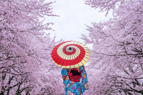 mujer camina sendero japon japones kimono sombrilla paraguas flor cerezo en floracion dia nublado