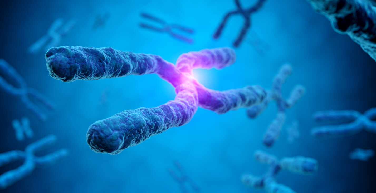 Herança genética dos cromossomos.