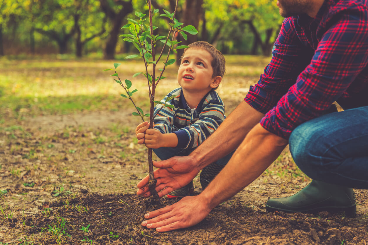 nino pequeno y padre plantan arbol en tierra bosque