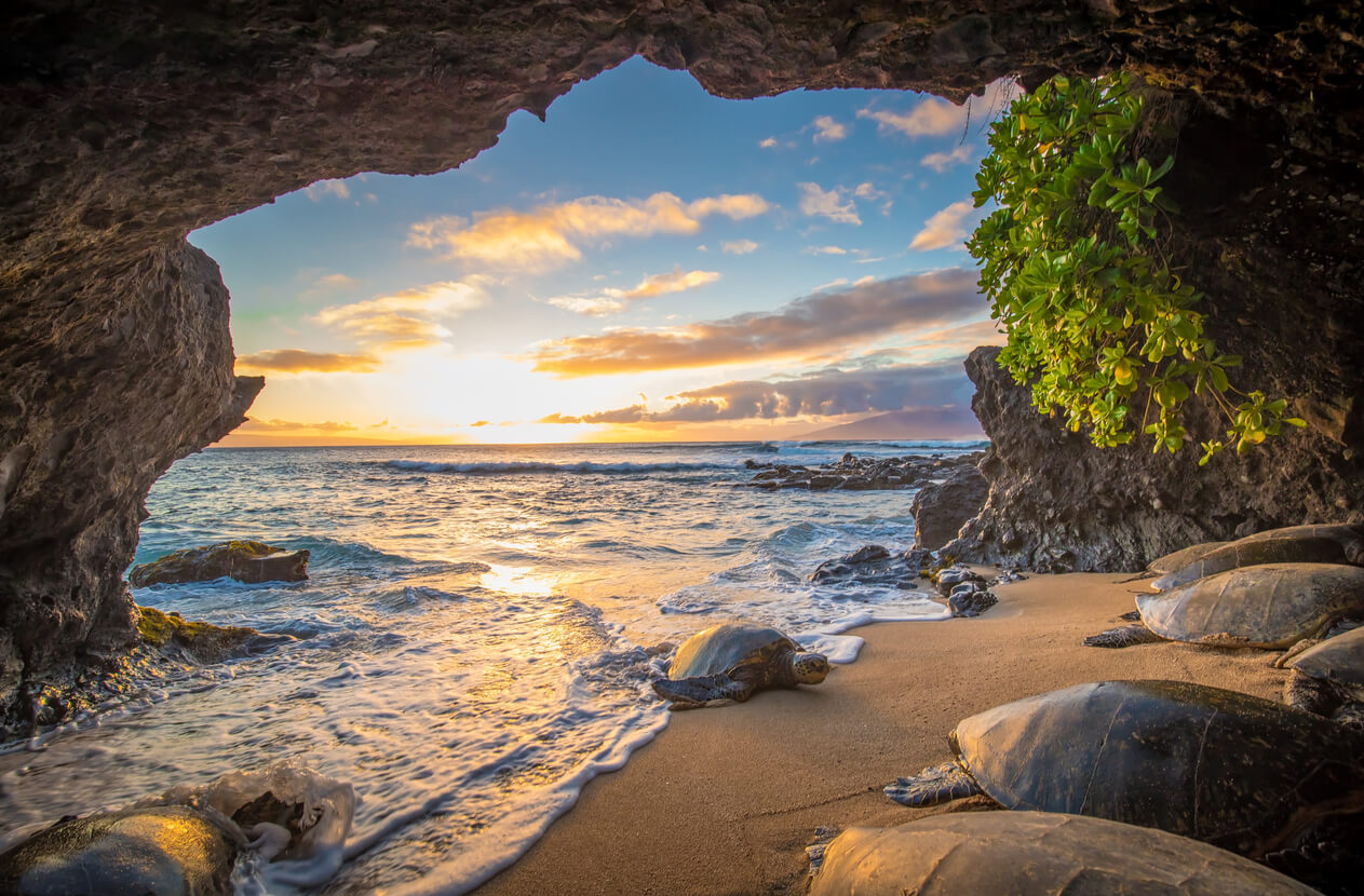 plage maui hawaii île mer pierres tortue de mer