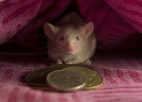 raton con monedas bajo la almohada concepto de ratoncito Perez