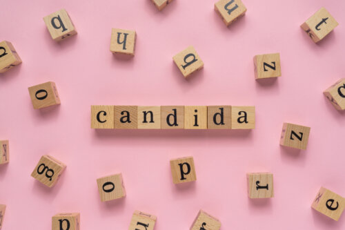 candida albicans concepto