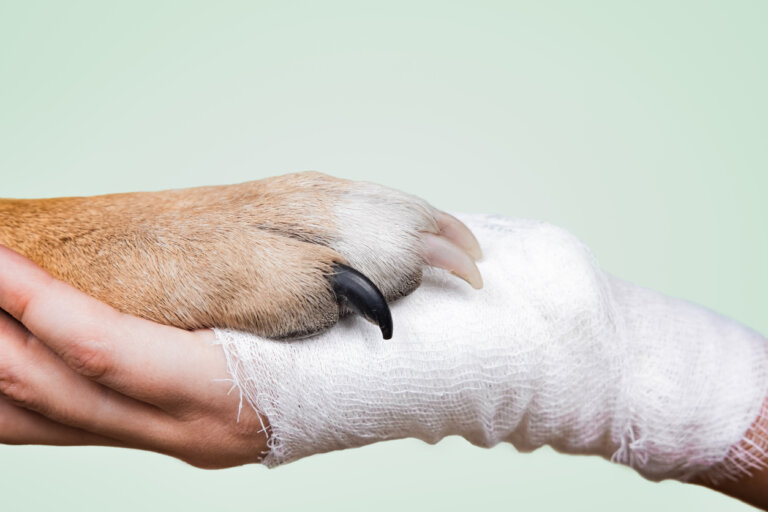 Terapias con perros para adolescentes: lo que debes saber