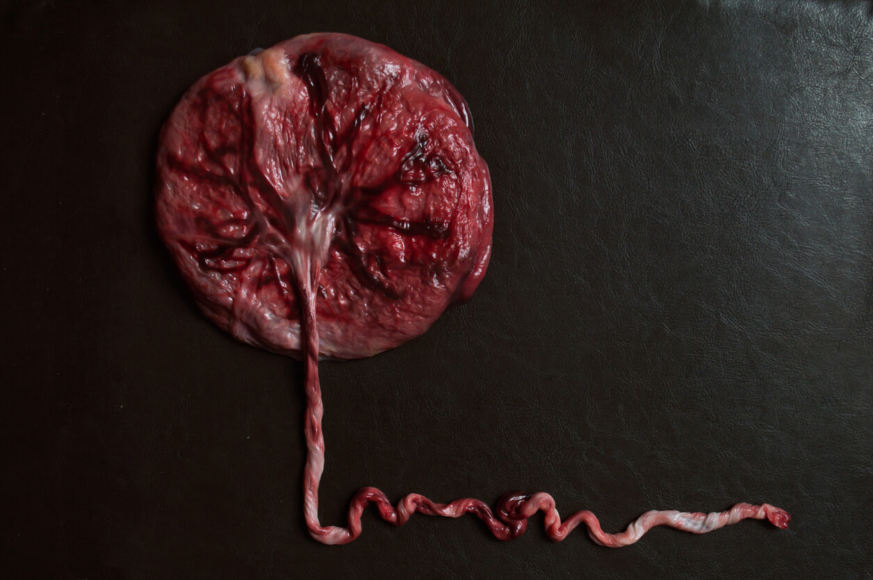 immagine placenta umana cordone ombelicale