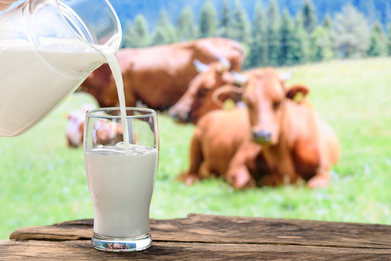 Färsk opastöriserad mjölk som hälls i ett glas med kor i en hage i bakgrunden.