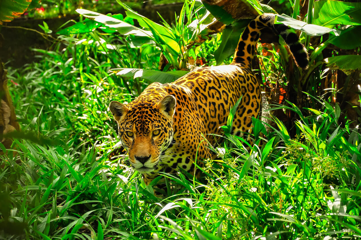 Een jaguar in de jungle