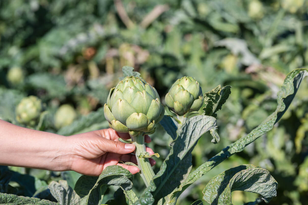 A woman picking artichokes.
