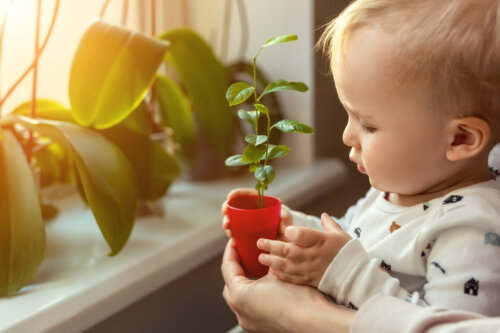 bebe sostiene macera con planta brote concepto de vida naturaleza ecologia