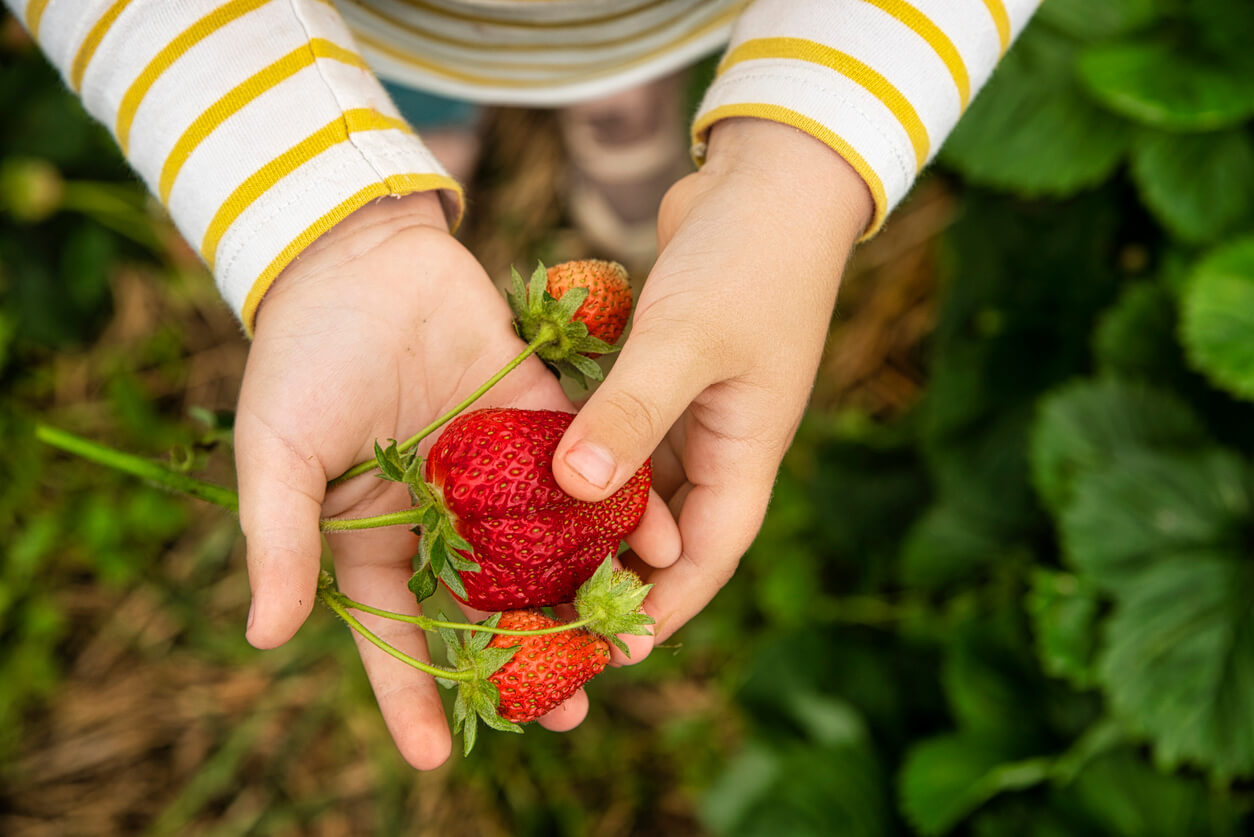 manos de nino con fresas