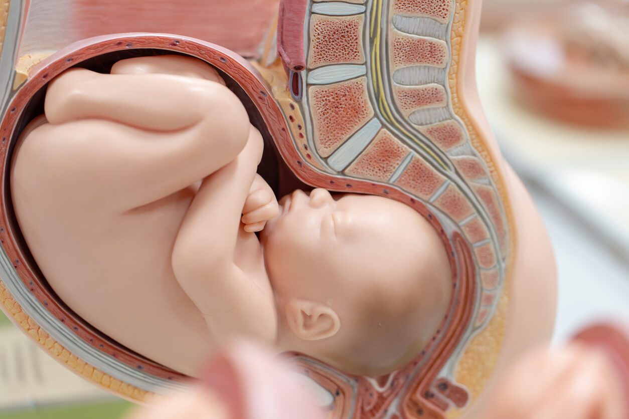 An model of a baby in the womb, already descended into the birth canal.