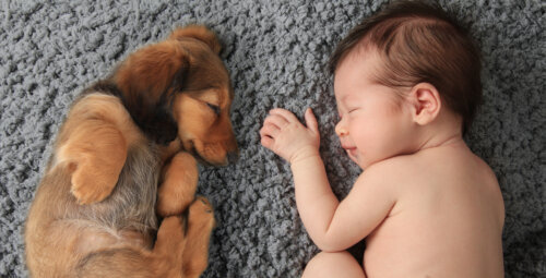 bebe recien nacido duerme junto a cachorro perro