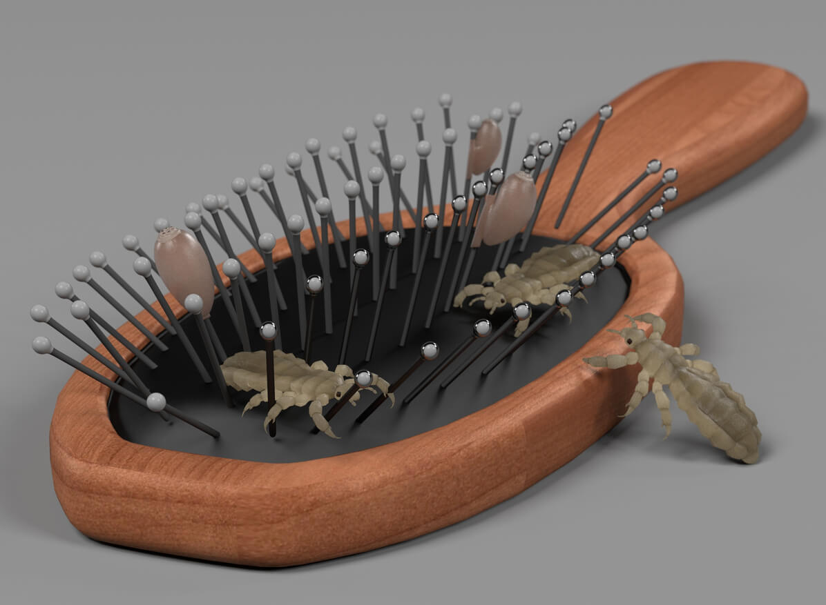 pou mature sur la brosse à cheveux