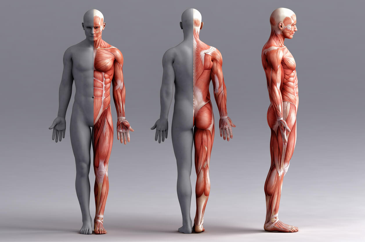 The muscles of the human body.