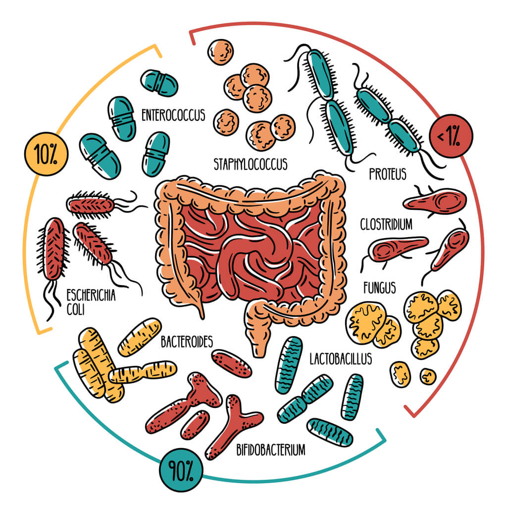 Espécies de bactérias intestinais que compõem a microbiota ou microbioma