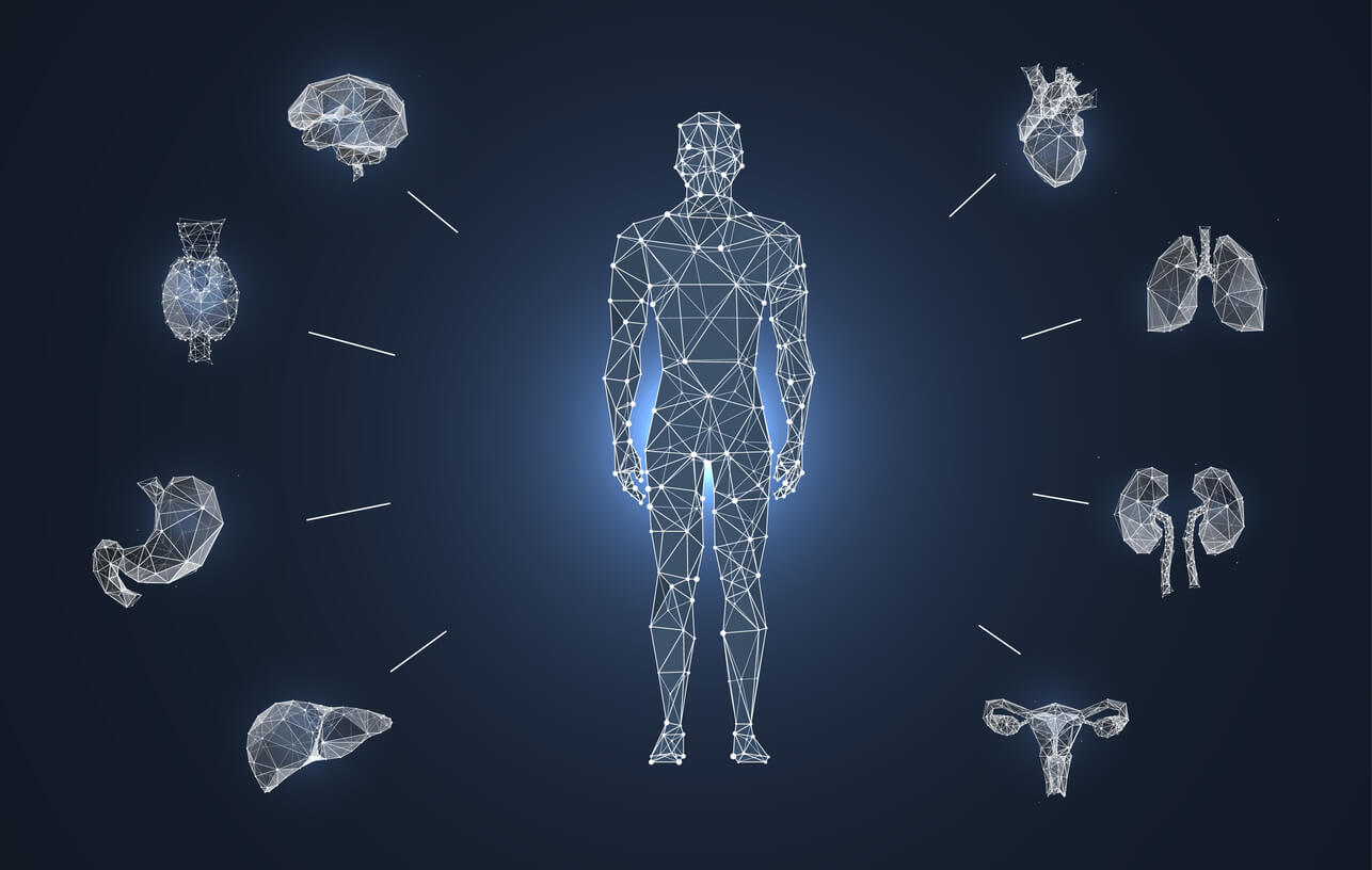 organes humains à l'écran en 3d