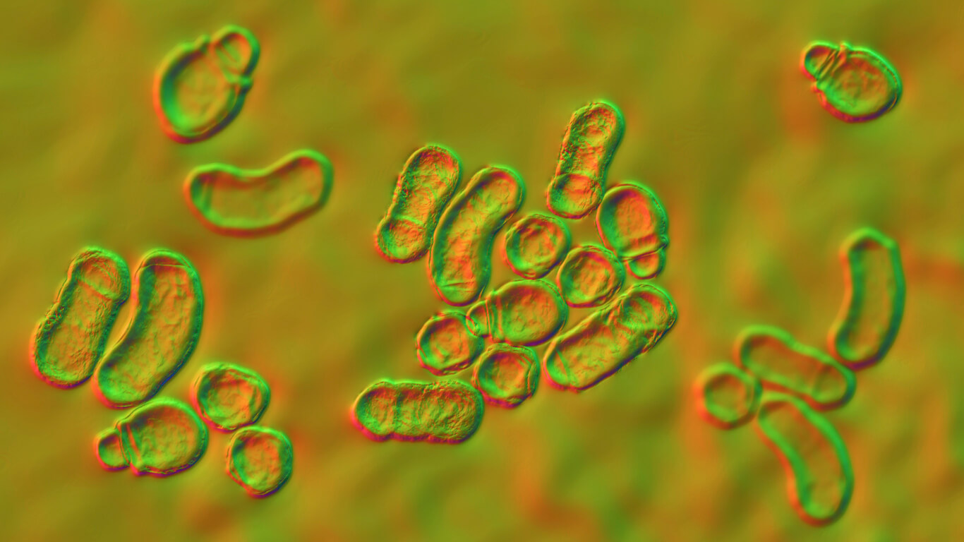 Bakterier under et mikroskop.