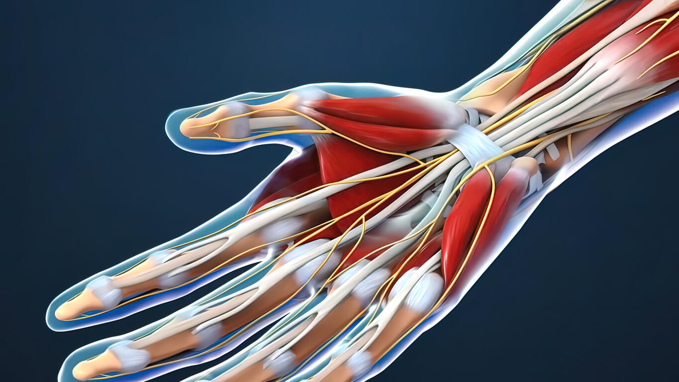 anatomia della mano tunnel carpale legamento polso nervo mediano infiammazione