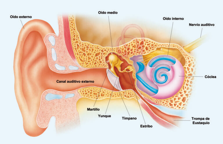 The anatomy of the ear.