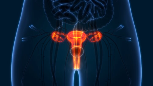 anatomia genital mujer