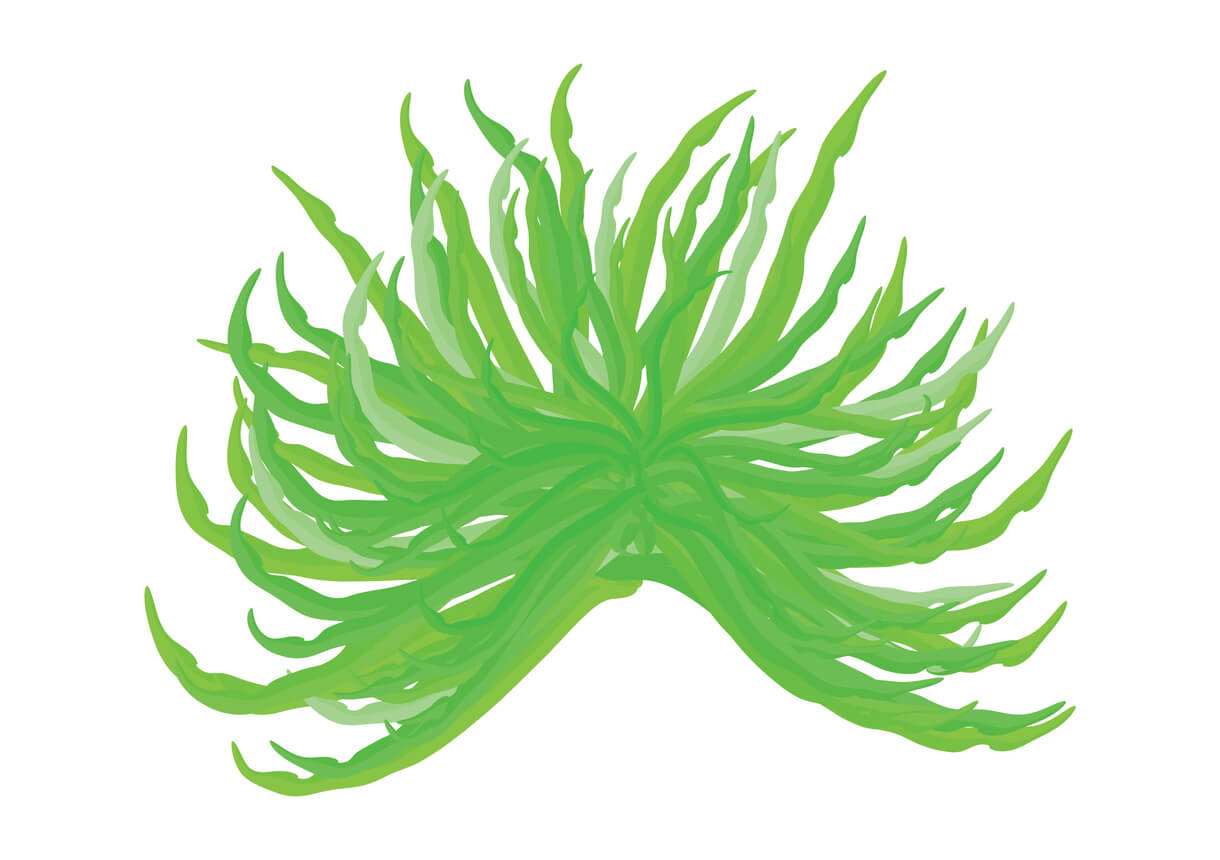 En digital illustration av spirulina.