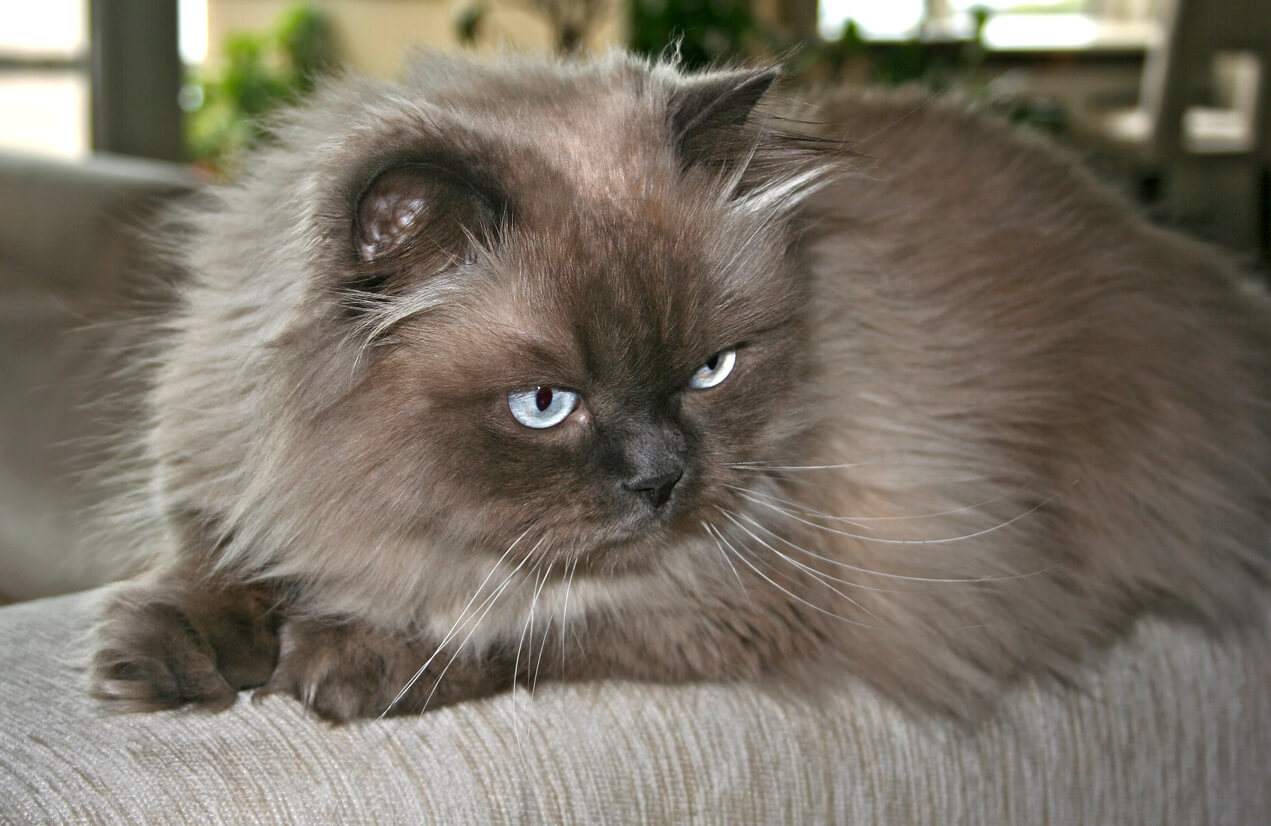 Harmaa pitkäkarvainen kissa, jolla on siniset silmät.
