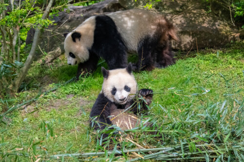 Madres panda, una nueva forma de crianza