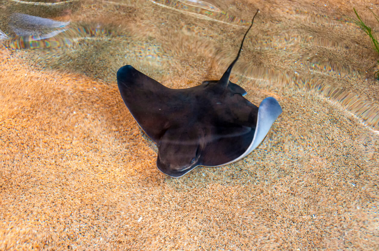 A manta ray swimming on the sea floor.