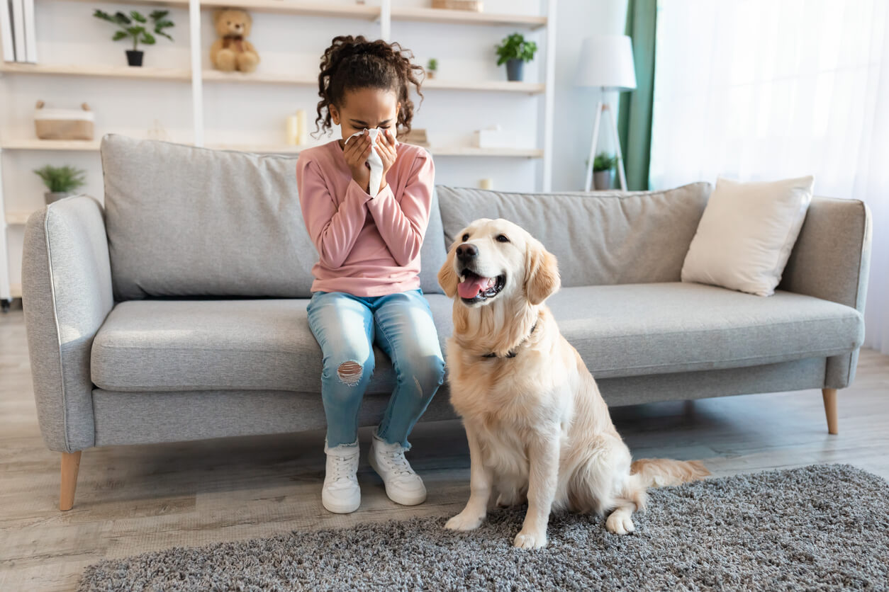 A girl sneezing near a golden retriever.