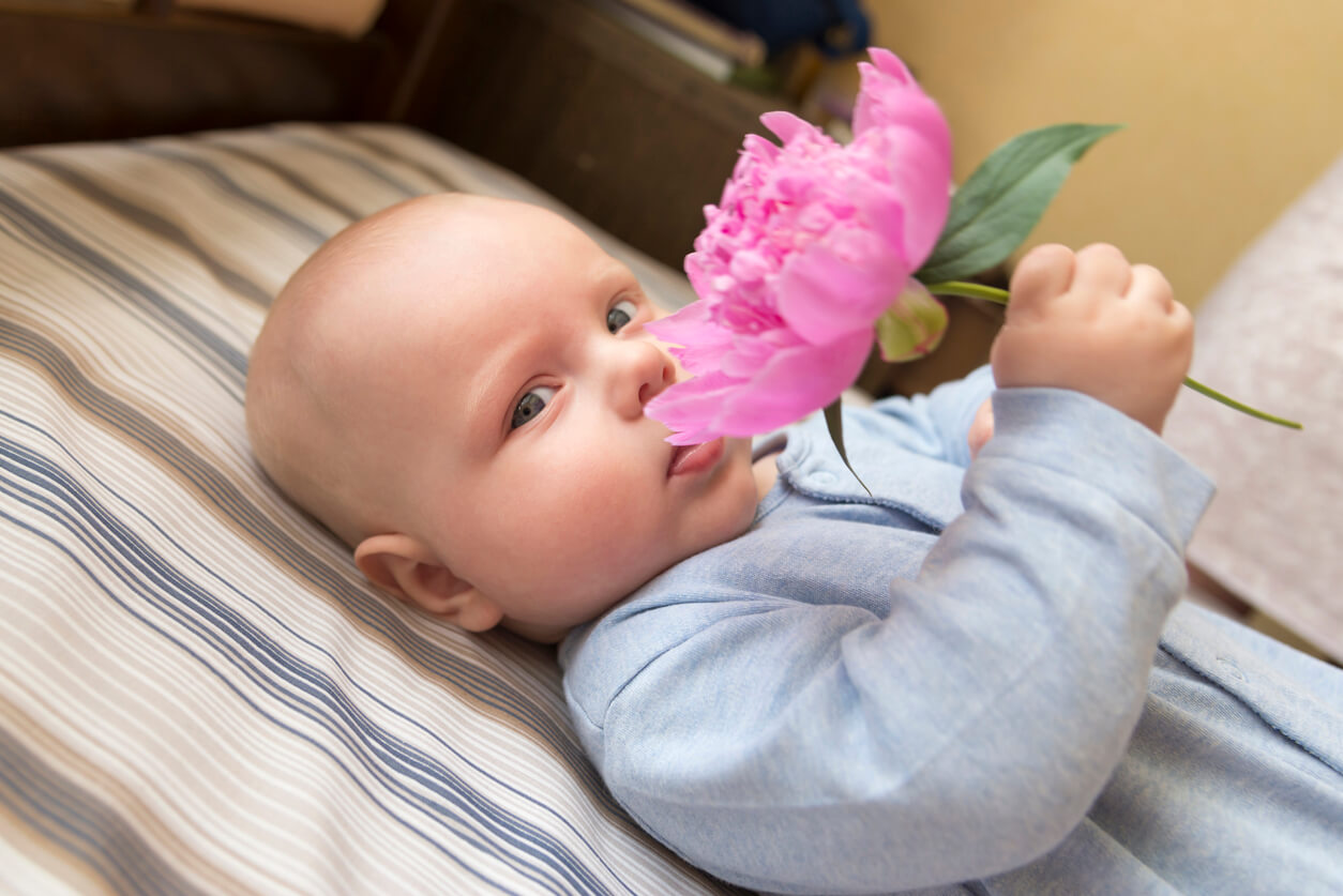 A baby holding a pink flower.