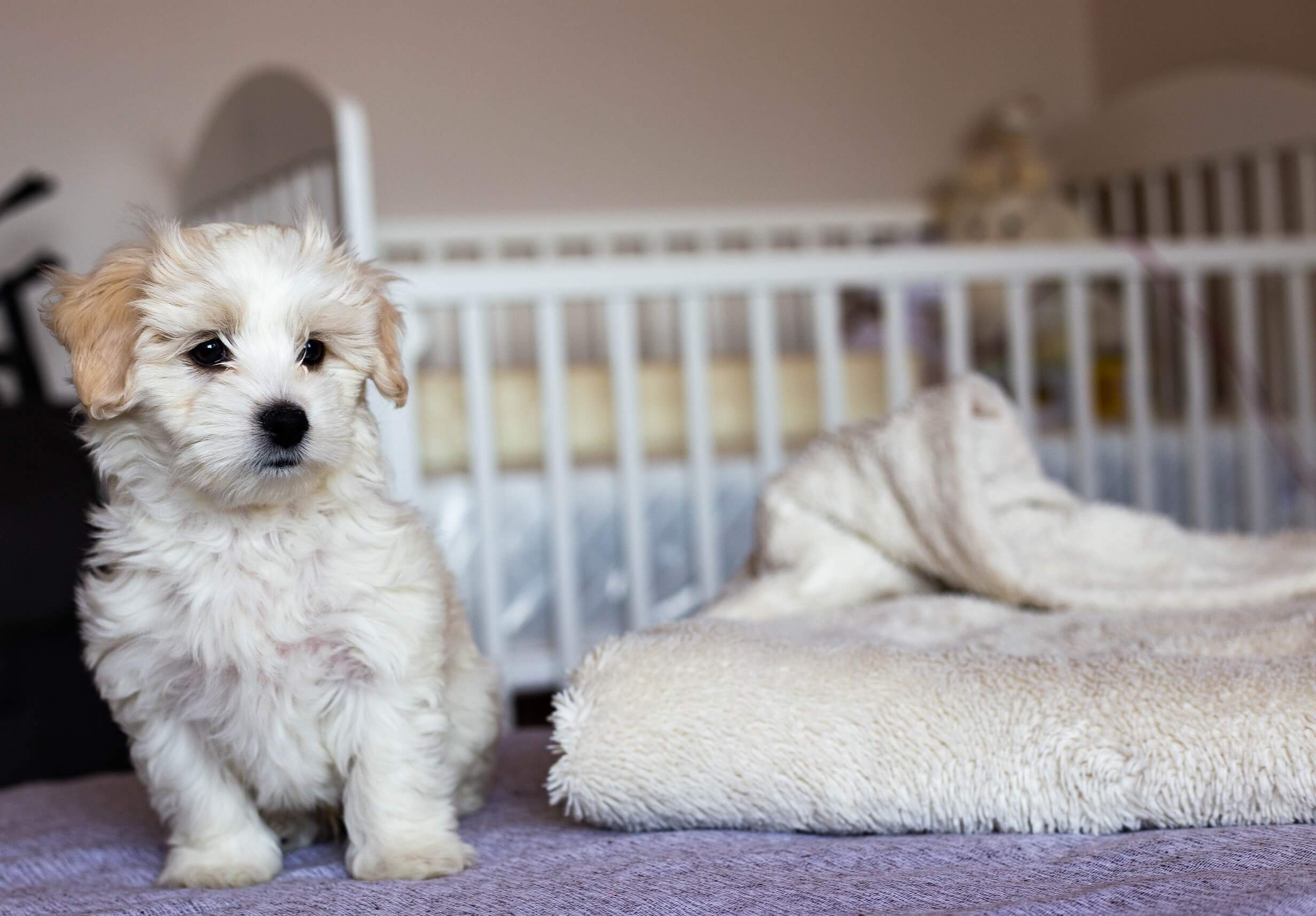 Un petit chien dans une chambre de bébé.