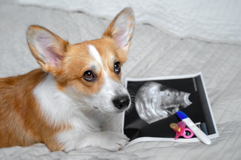 ¿Los perros pueden detectar un embarazo?