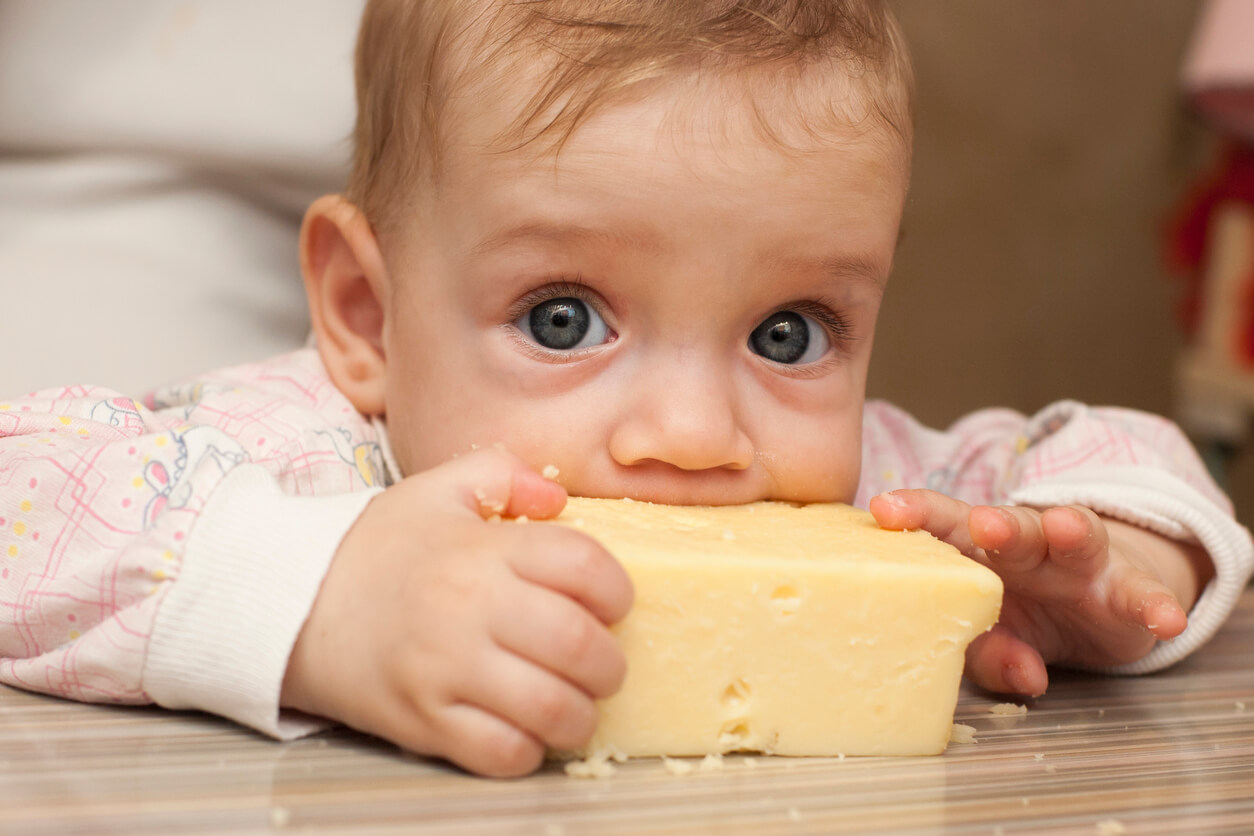 A baby gnawing on a large piece of cheese.