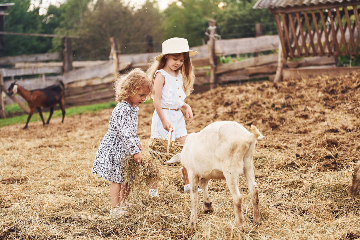 Deux jeunes filles qui donnent à manger aux chèvres.