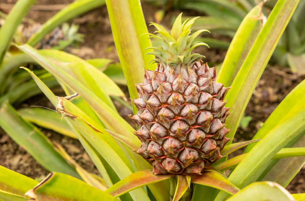 A pineapple plant.