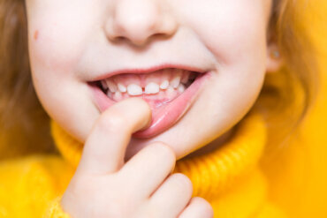 ¿Cuáles son los nombres y funciones de los dientes?