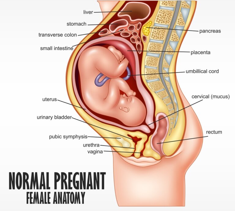 Anatomie d'une femme enceinte. 