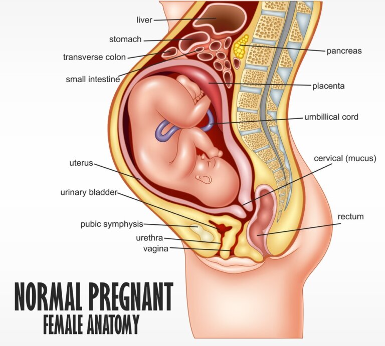 Anatomie d'une femme enceinte.